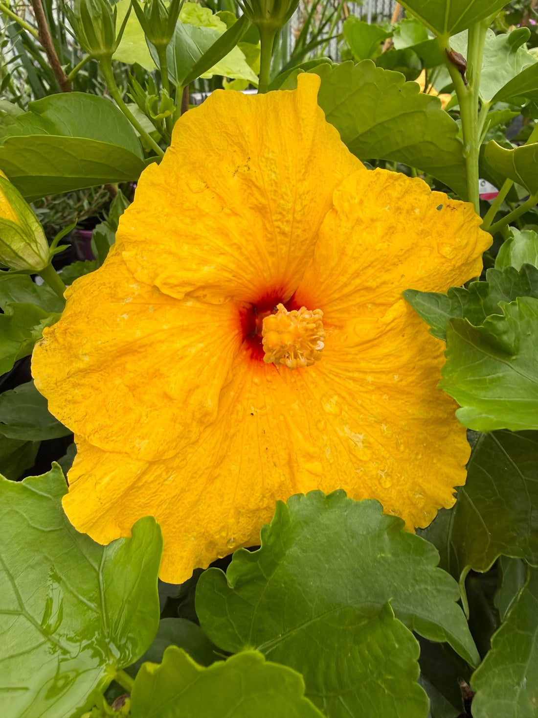Hibiscus ‘Fantasy Lemon Delight’ (Hibiscus rosa - sinensis) - Ladybird Nursery