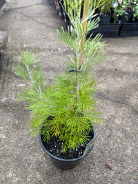 Grevillea 'Scarlet Moon' - Large - Ladybird Nursery
