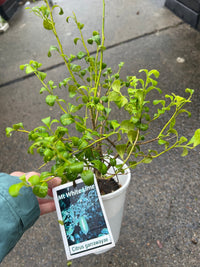 Mount White Lime (QLD only) - Ladybird Nursery