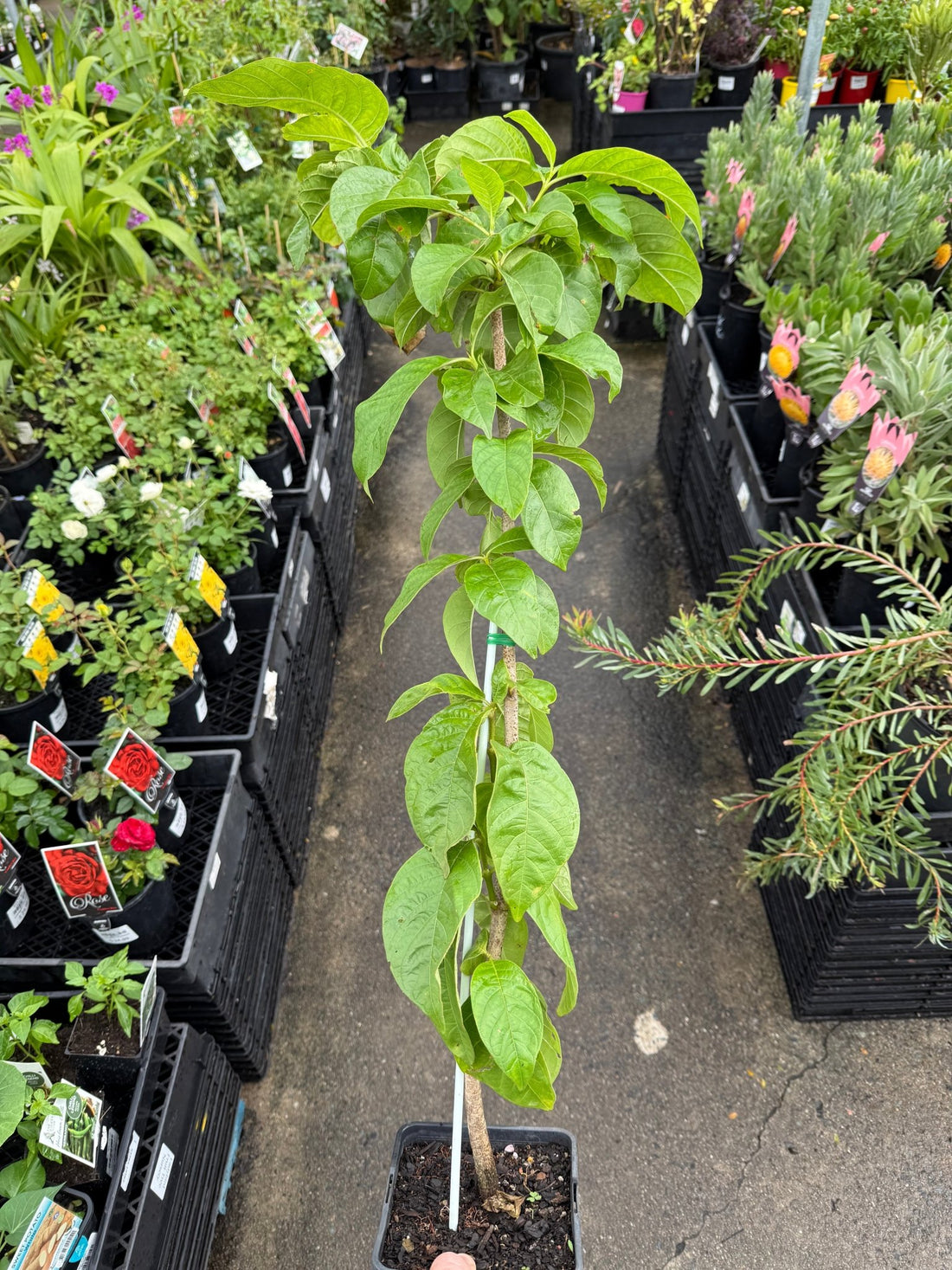 Spanish Tamarind - Ladybird Nursery