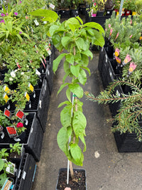 Spanish Tamarind - Ladybird Nursery