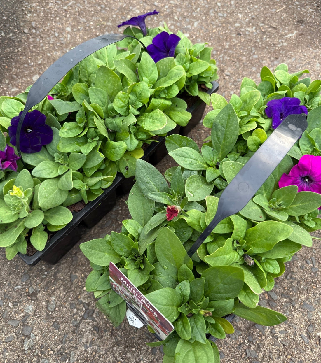 Petunia 'Lo Rider Mix'- 10 Cell Pot (PICK UP ONLY) - Ladybird Nursery