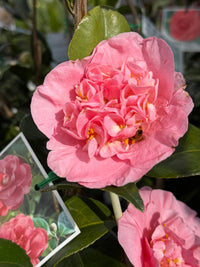 Camellia 'Great Eastern' - Large - Ladybird Nursery