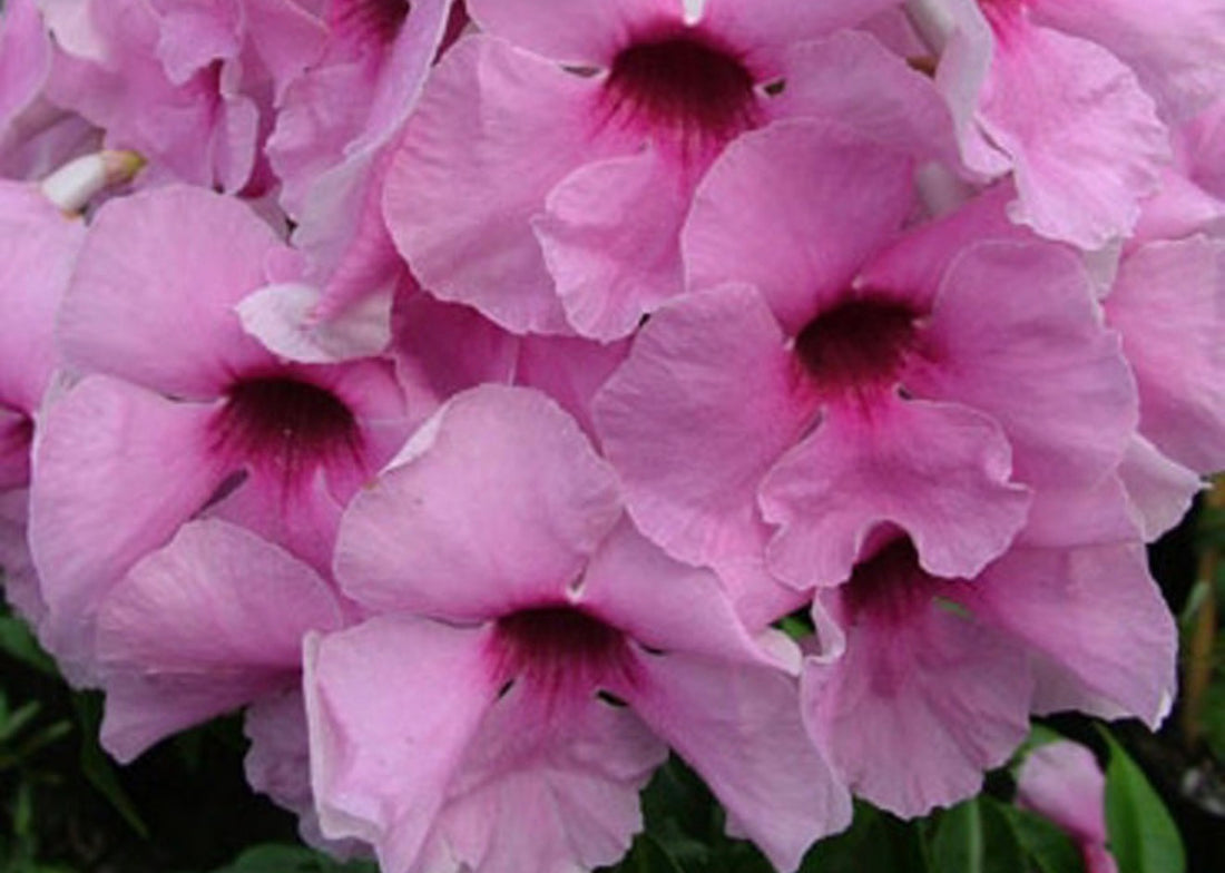 Bower Vine 'Jam Drops' (Pandorea jasminoides)