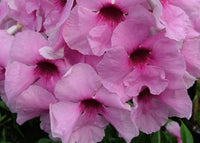 Bower Vine 'Jam Drops' (Pandorea jasminoides)