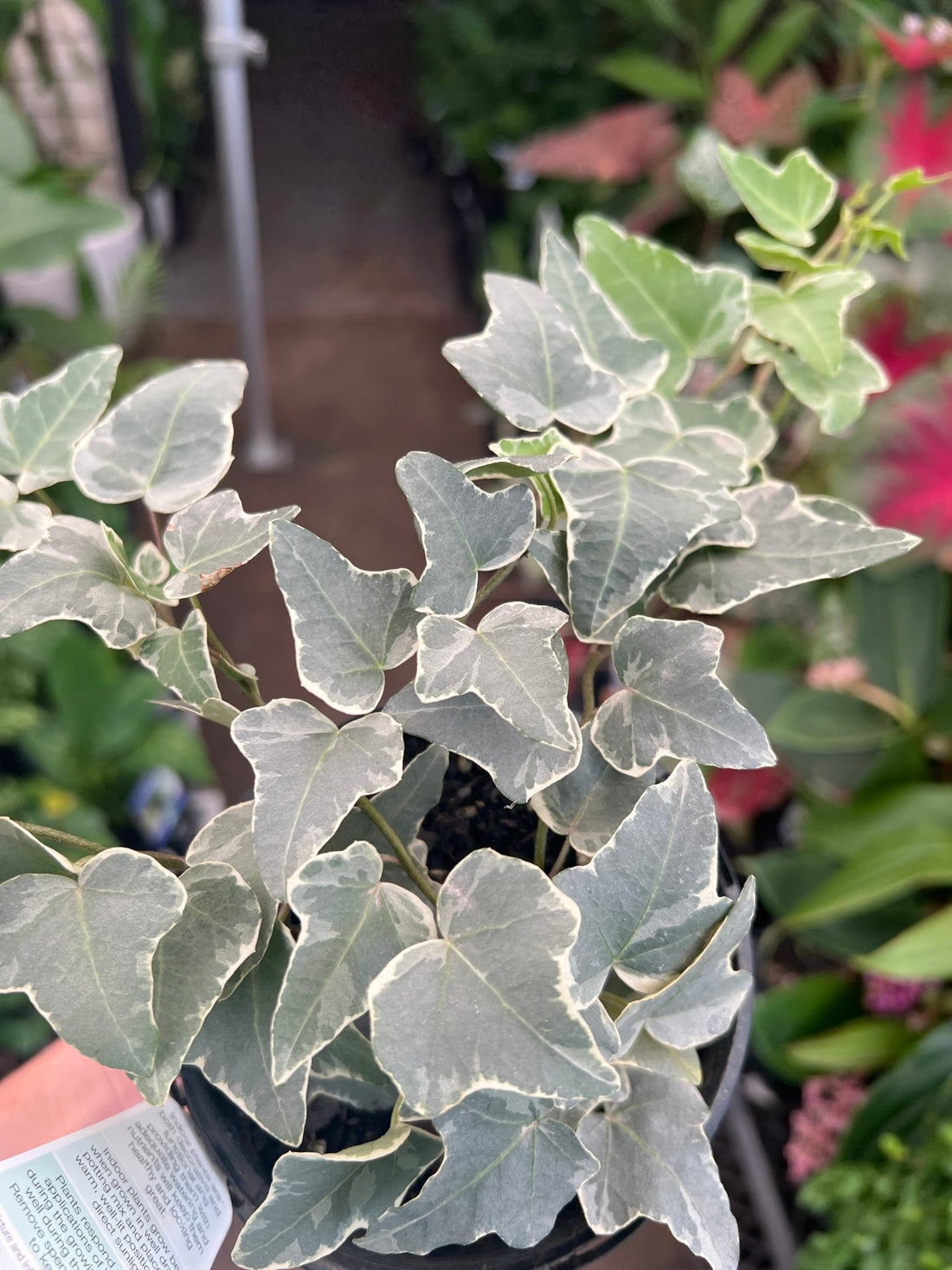 White Ivy (Hedera cascade) - Ladybird Nursery