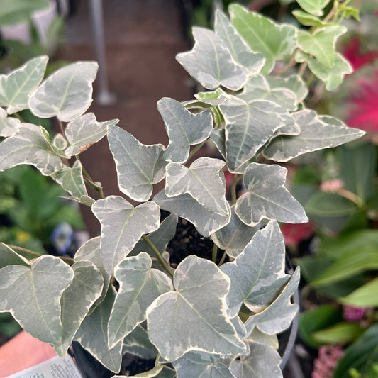 White Ivy (Hedera cascade) - Ladybird Nursery