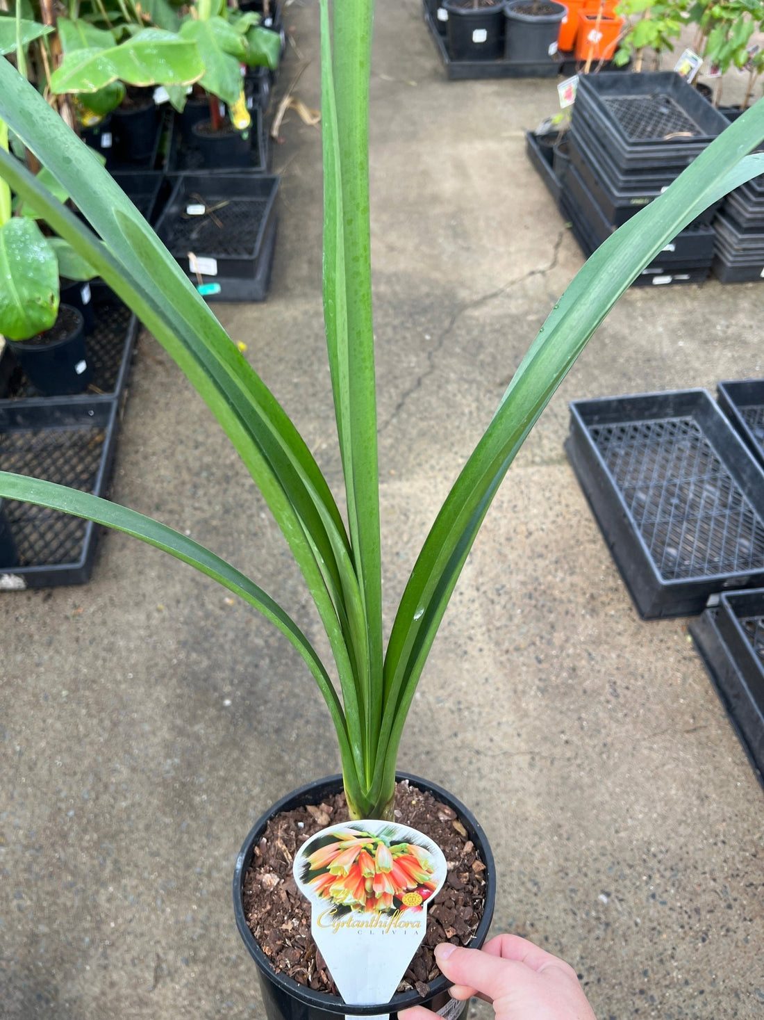 Clivia x Cyrtanthiflora Hybrid - Large - Ladybird Nursery