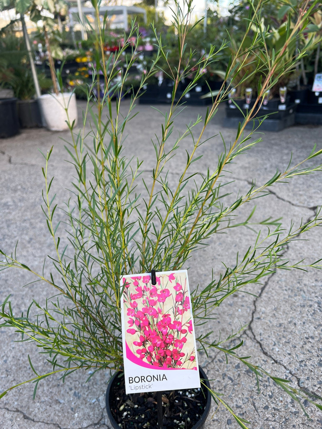 Boronia ‘Lipstick' (Boronia heterophylla) - Ladybird Nursery