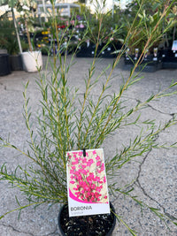 Boronia ‘Lipstick' (Boronia heterophylla) - Ladybird Nursery