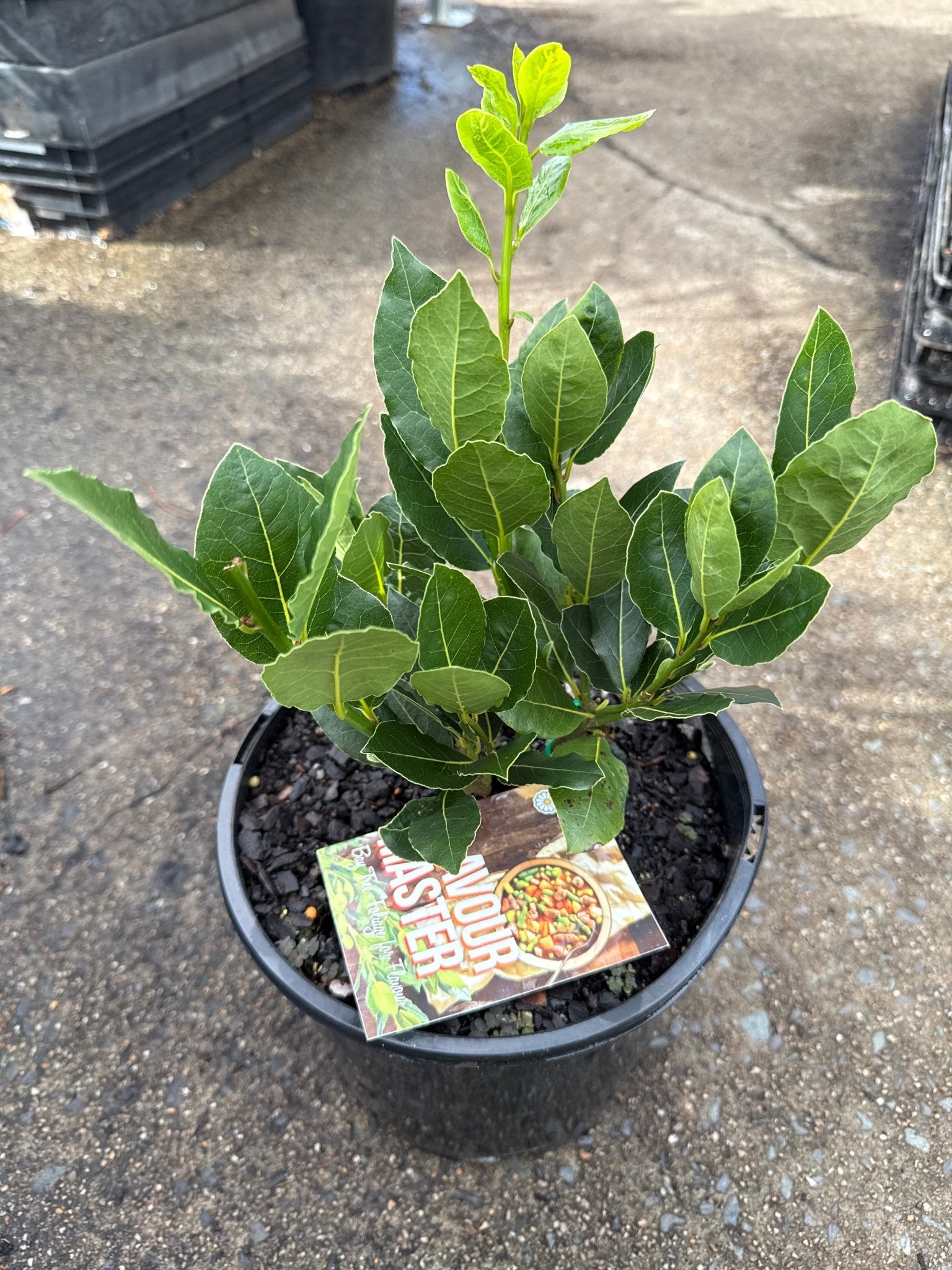 Bay Tree 'Flavour Master' (Laurus nobilis) - Ladybird Nursery