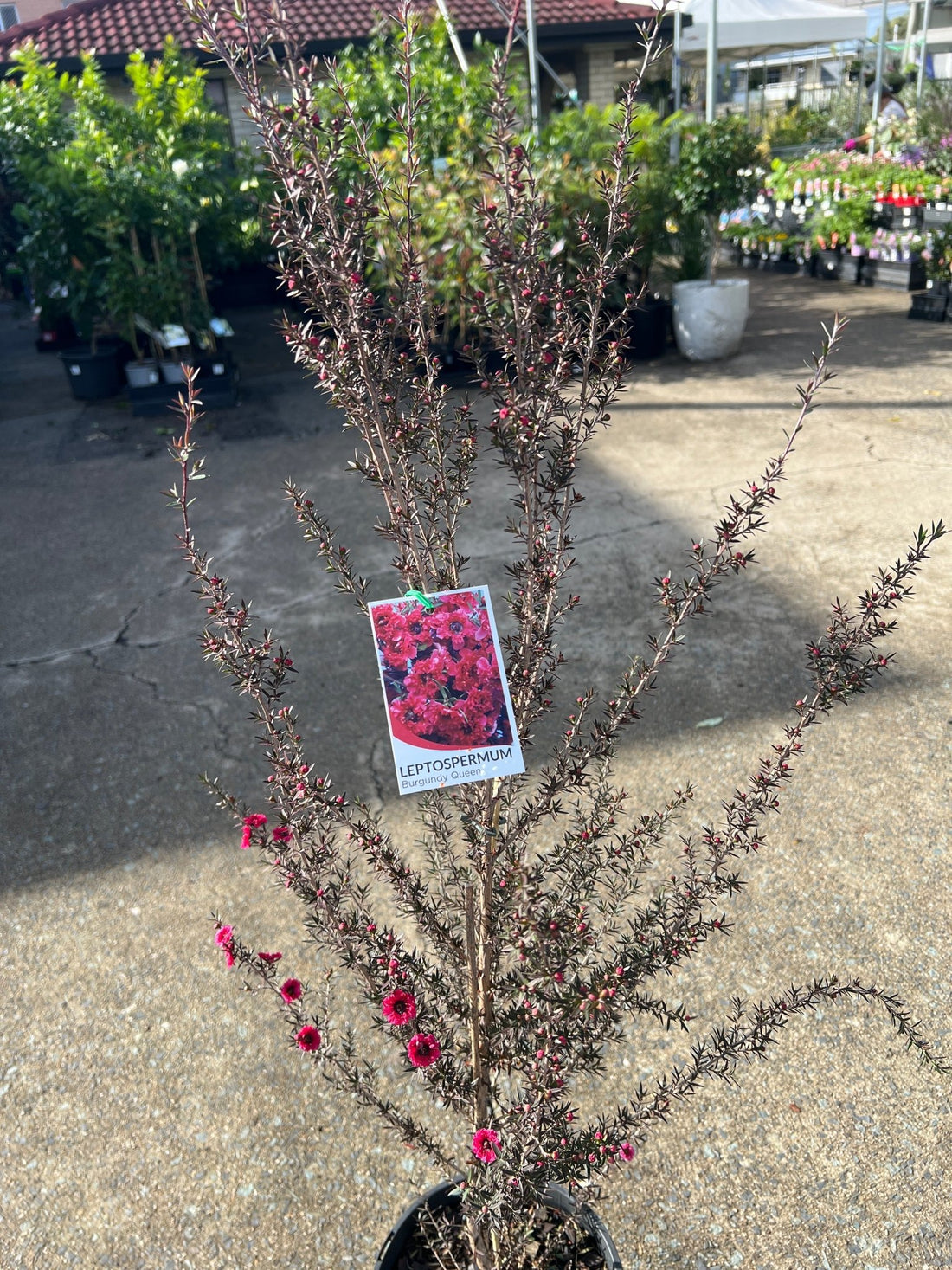 Leptospermum 'Burgundy Queen' (Leptospermum scoparium) - Large - Ladybird Nursery
