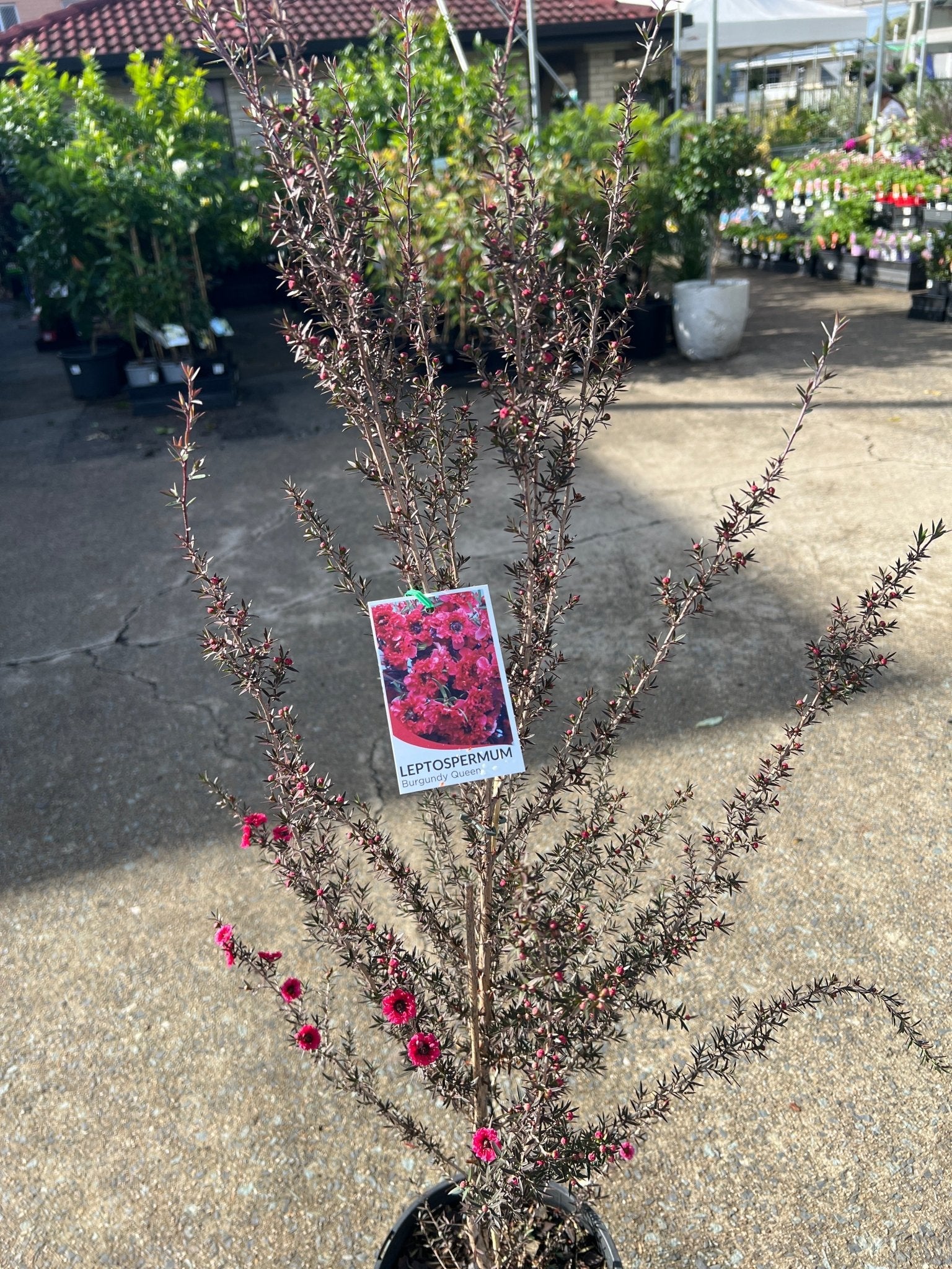 Leptospermum 'Burgundy Queen' (Leptospermum scoparium) - Large - Ladybird Nursery