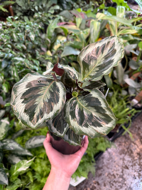 Calathea 'Black Rose' - Ladybird Nursery