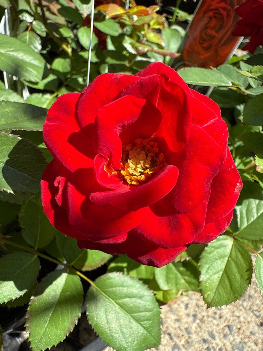 Rosa Terrazza® ‘Carmen Red’ - Ladybird Nursery