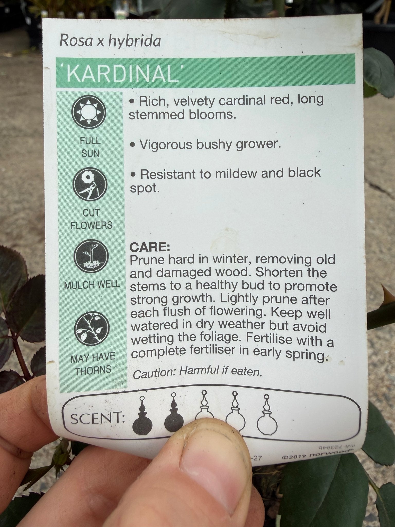Rose 'Kardinal' - Ladybird Nursery