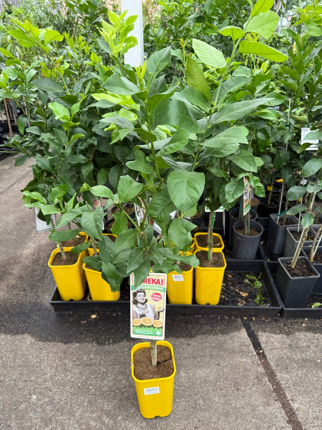 Lemon Eureka seedless (QLD Only) - Ladybird Nursery