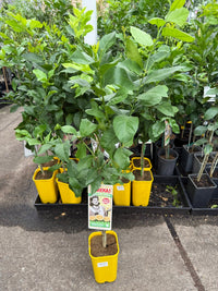 Lemon Eureka seedless (QLD Only) - Ladybird Nursery