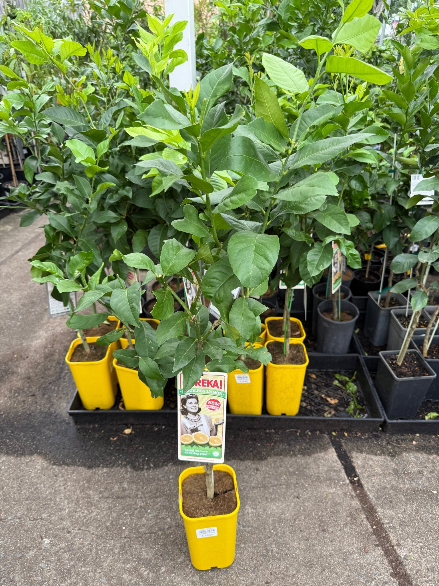 Lemon Eureka seedless (QLD Only) - Ladybird Nursery