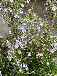 Rosemary Prostrate - Large - Ladybird Nursery