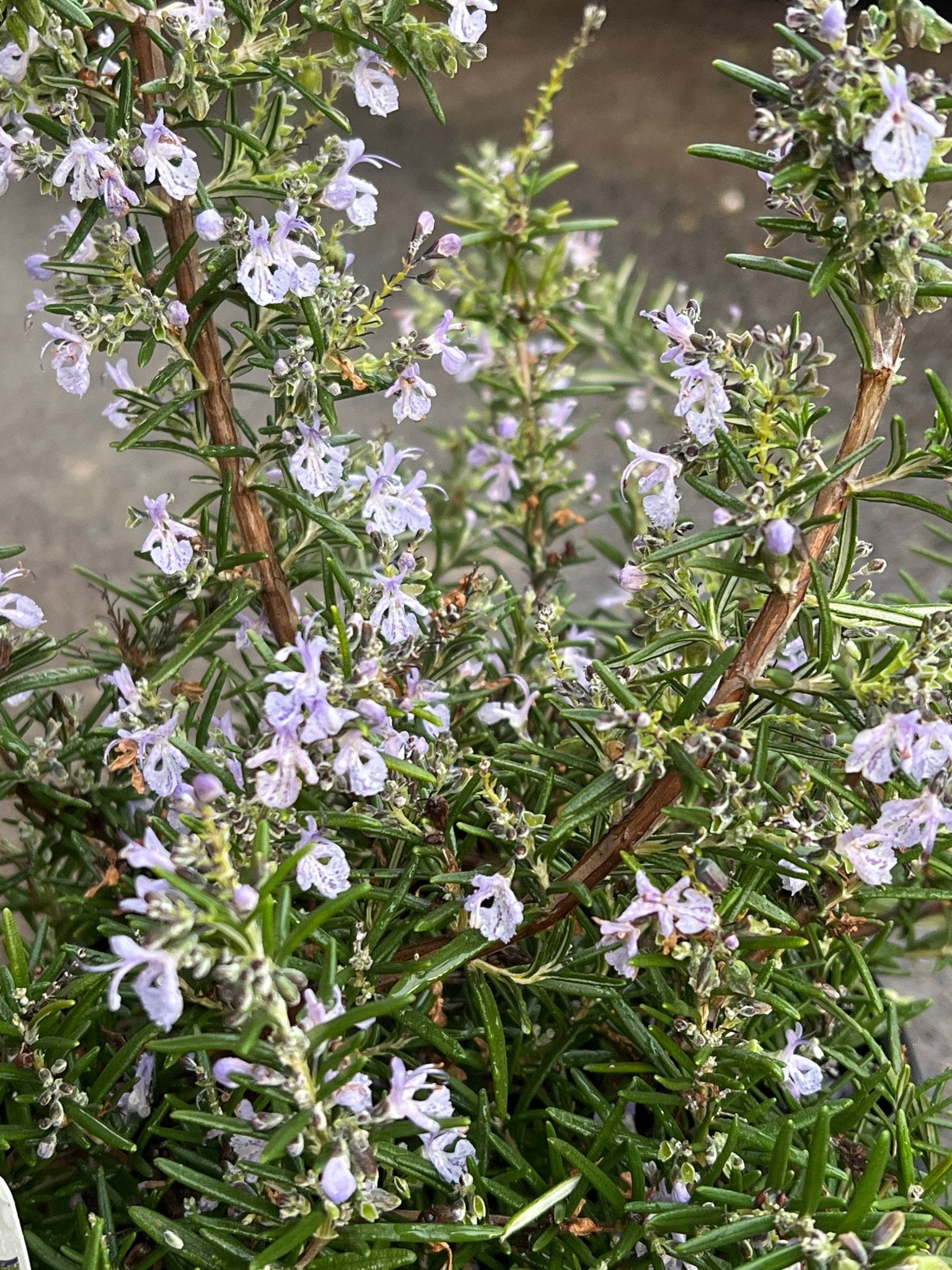 Rosemary Prostrate - Large - Ladybird Nursery