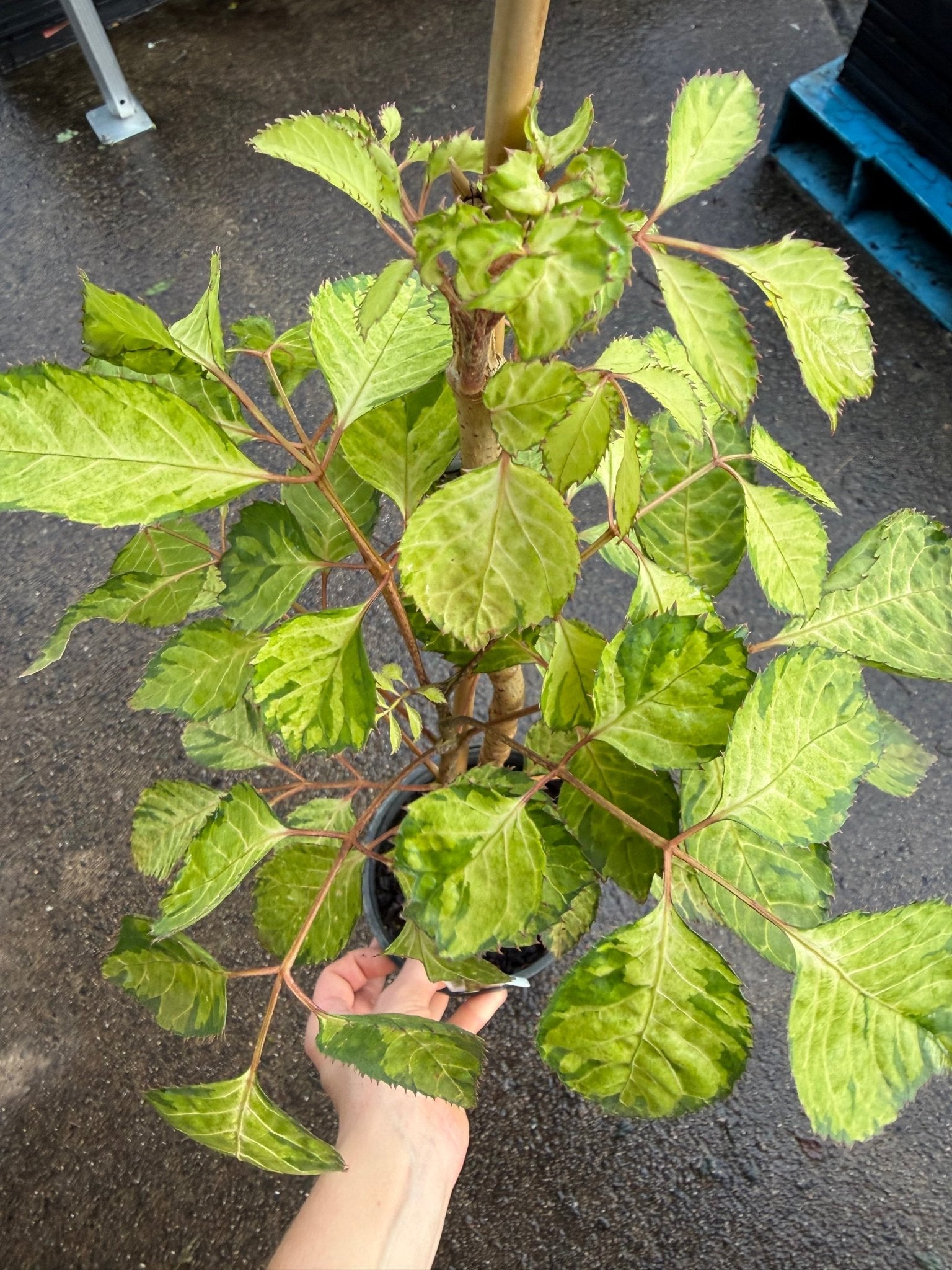 Polyscias 'Chartresue' - Ladybird Nursery