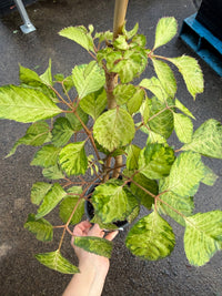 Polyscias 'Chartresue' - Ladybird Nursery