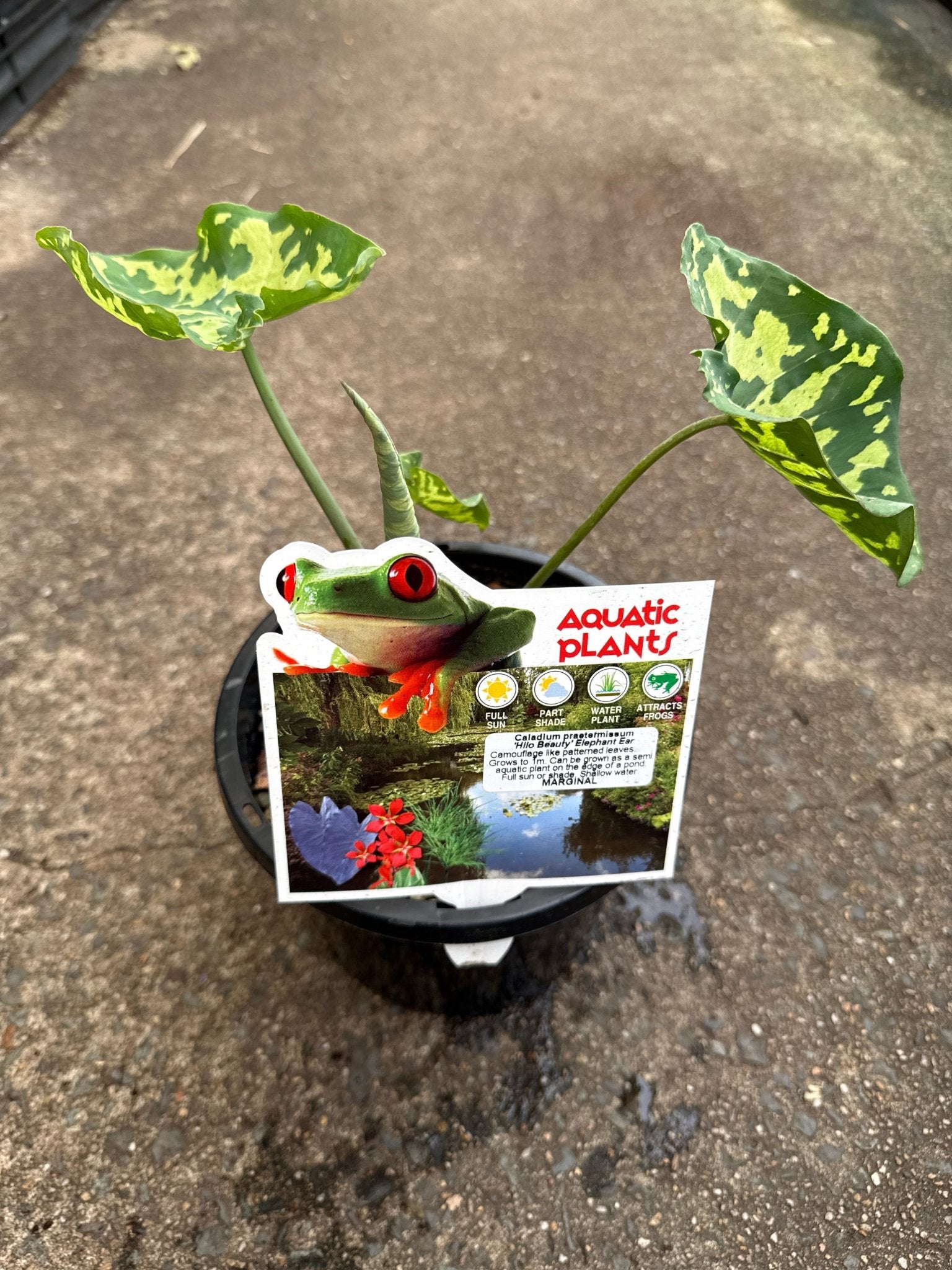 Caladium praetermissum 'Hilo Beauty' - Ladybird Nursery