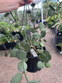 Silver Dollar Vine (Xerosicyos danguyi) - Ladybird Nursery