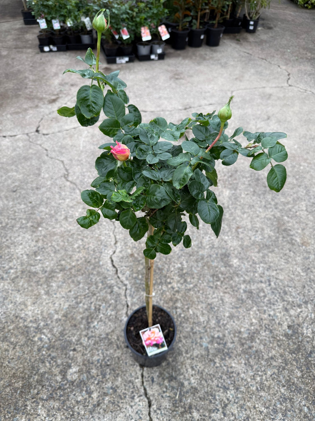 Rose 'Chicago Peace' - 3ft Standard (PICKUP ONLY) - Ladybird Nursery