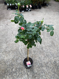 Rose 'Chicago Peace' - 3ft Standard (PICKUP ONLY) - Ladybird Nursery