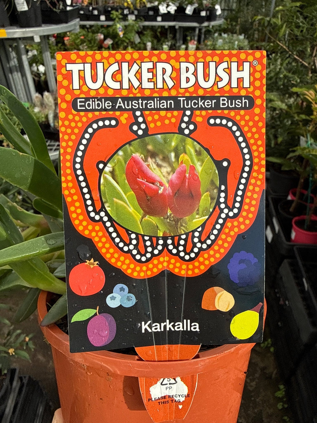 Karkalla (Carpobrotus rossii) – Tucker Bush - Ladybird Nursery