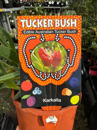Karkalla (Carpobrotus rossii) – Tucker Bush - Ladybird Nursery