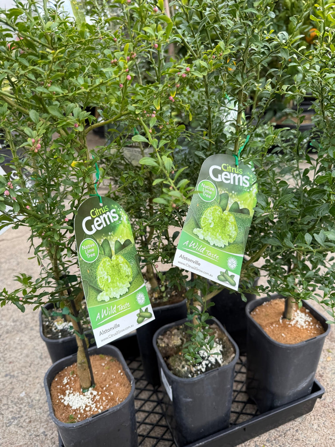Desert Lime (QLD Only) - Ladybird Nursery
