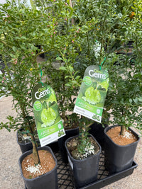 Desert Lime (QLD Only) - Ladybird Nursery