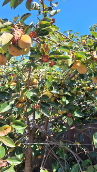 Persimmon ‘Fuyu’ (Non-Astringent) - Ladybird Nursery