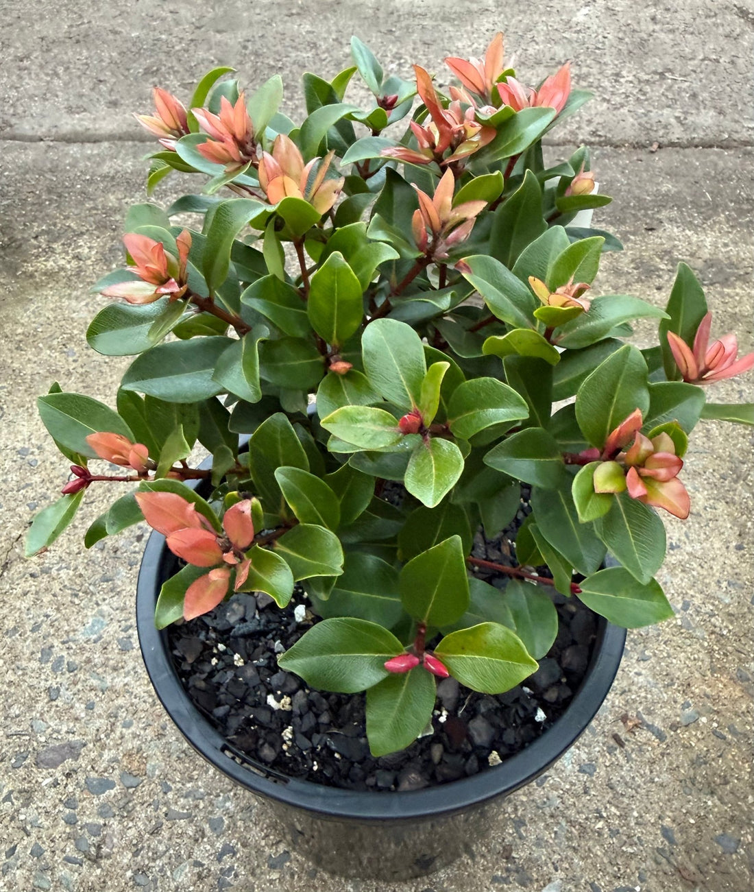 Metrosideros ‘Little Ewan’ (Metrosideros collina) - Large - Ladybird Nursery