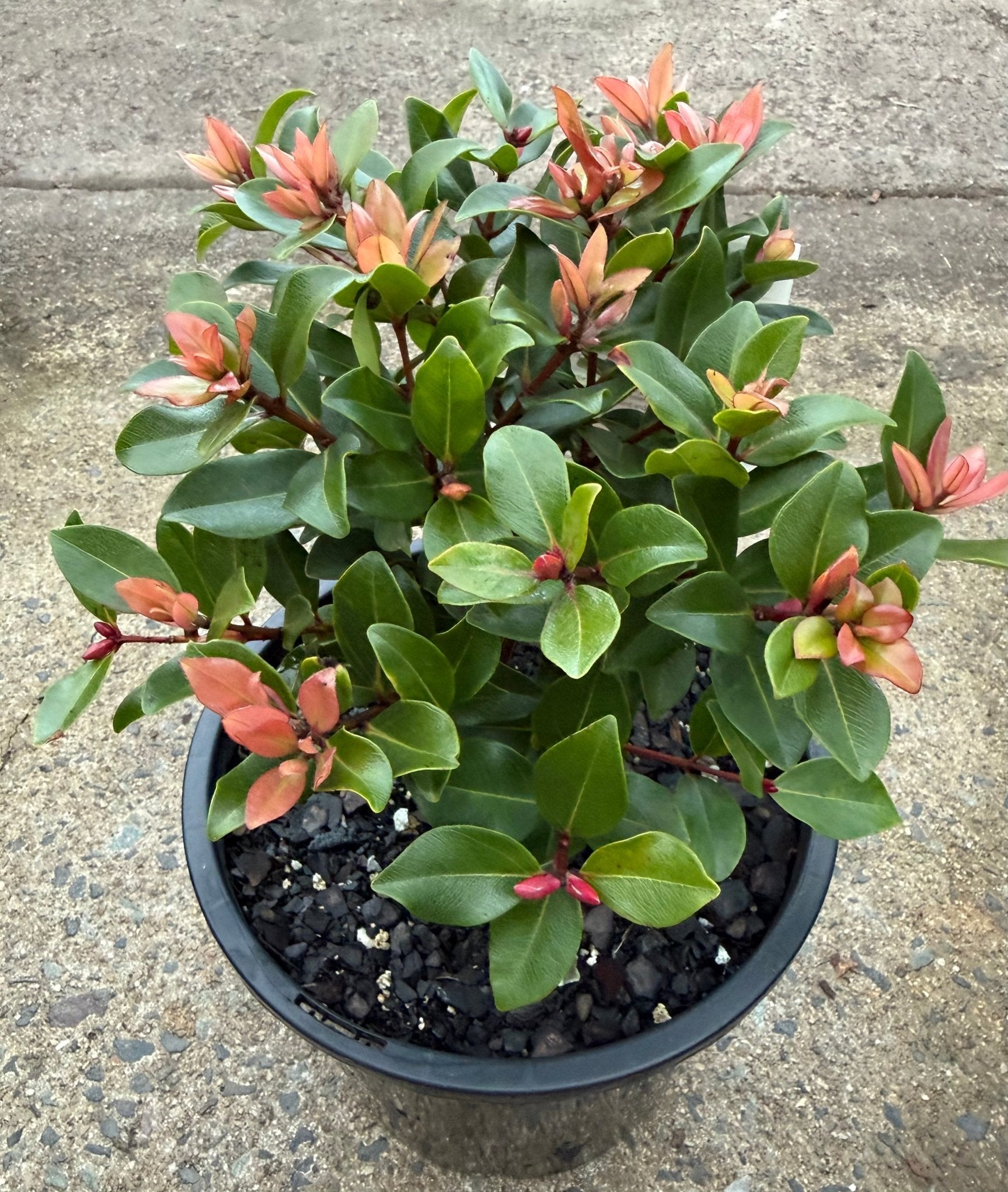 Metrosideros ‘Little Ewan’ (Metrosideros collina) - Large - Ladybird Nursery