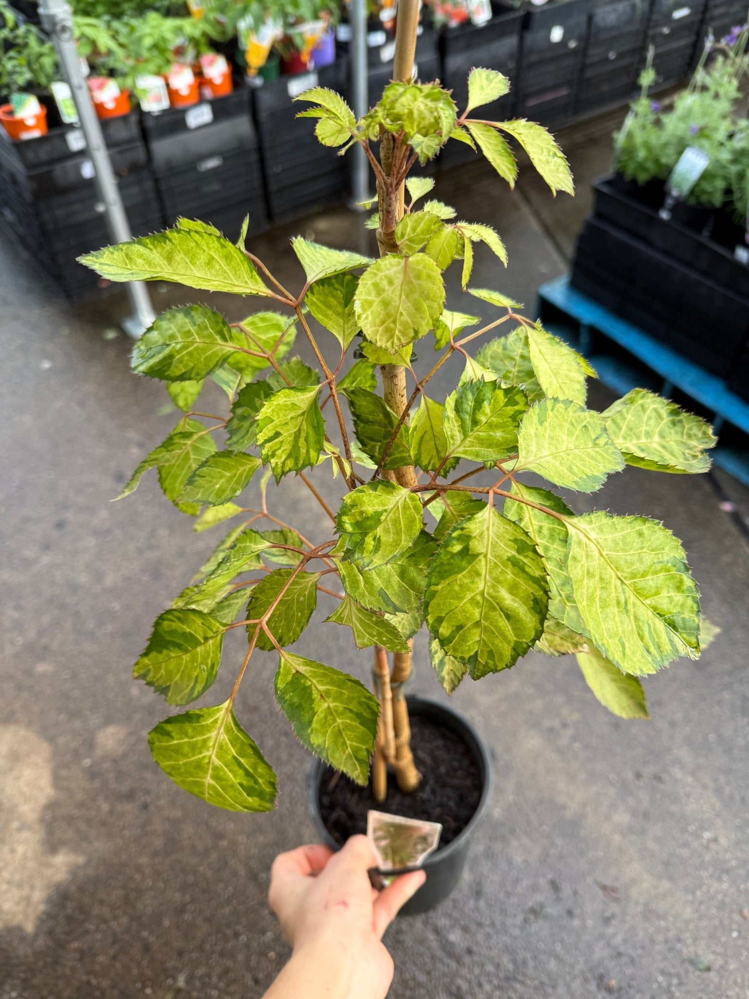 Polyscias 'Chartresue' - Ladybird Nursery