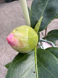 Camellia 'Desire' (Camellia japonica) - Ladybird Nursery