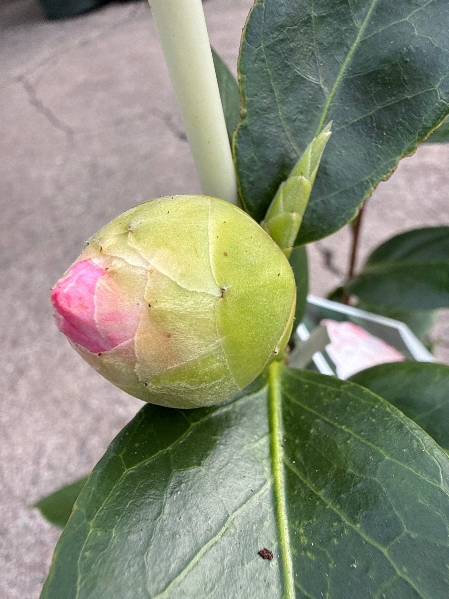 Camellia 'Desire' (Camellia japonica) - Ladybird Nursery