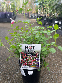 Salvia microphylla 'Hot Lips' - Ladybird Nursery