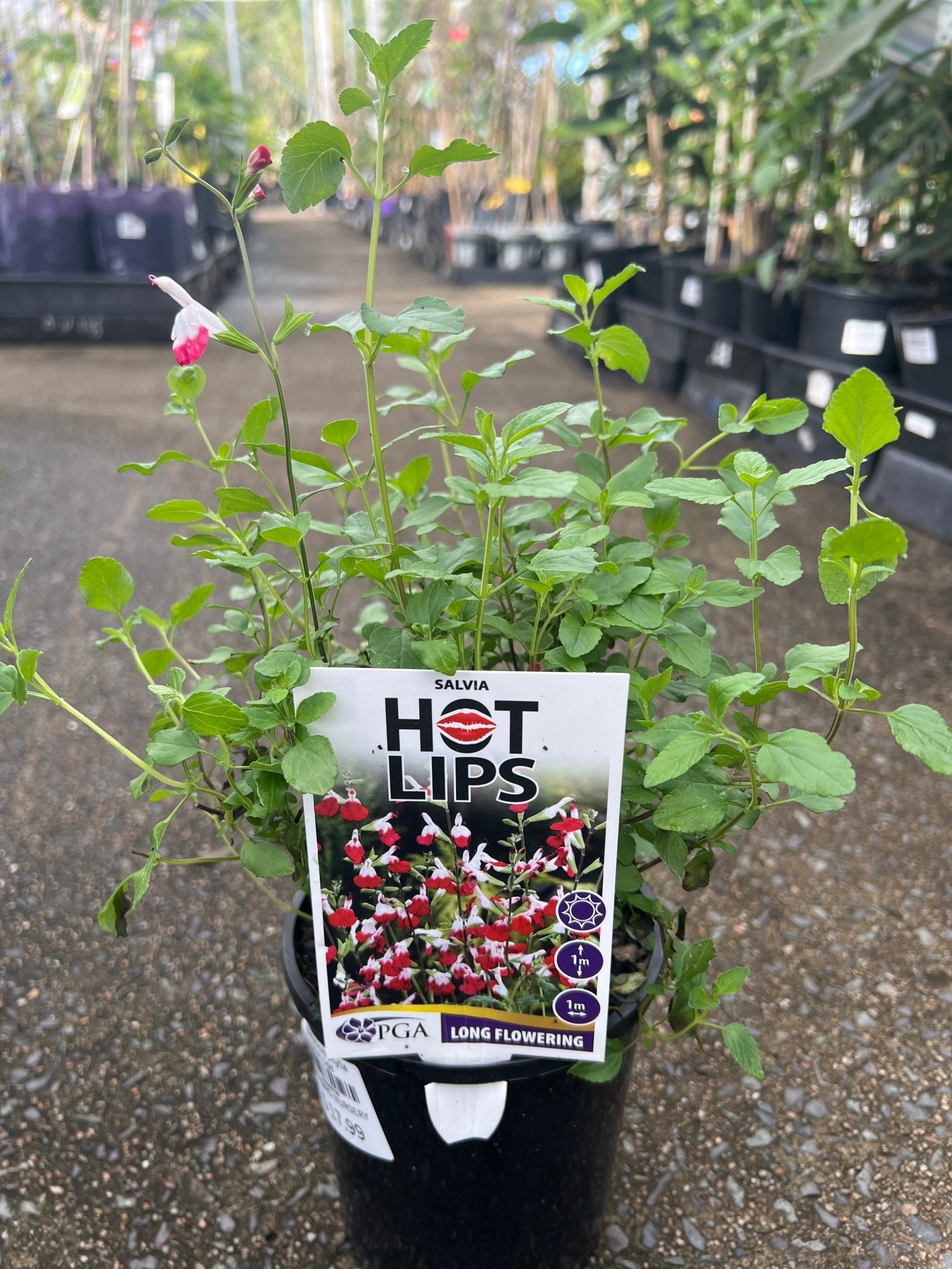 Salvia microphylla 'Hot Lips' - Ladybird Nursery
