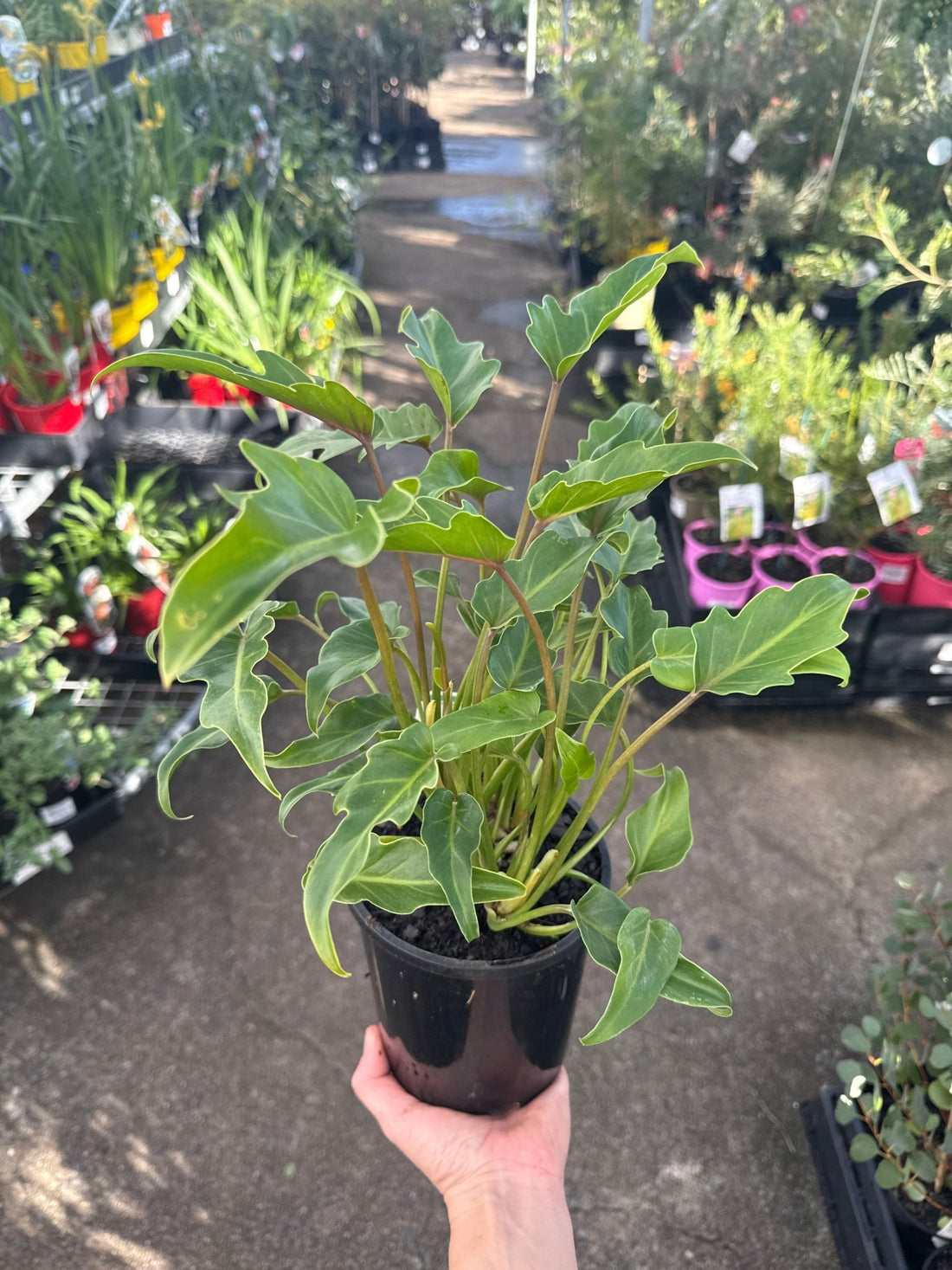 Philodendron 'Xanadu' - Ladybird Nursery