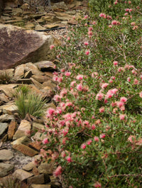 Hakea ‘Burrendong Beauty’ - Ladybird Nursery