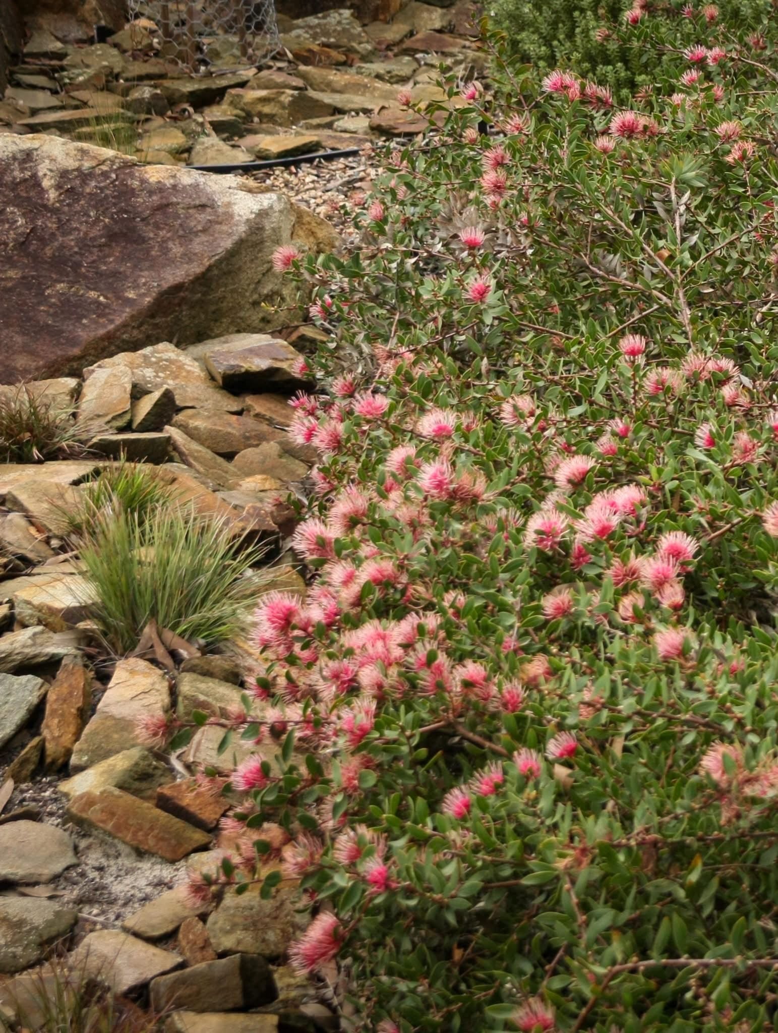 Hakea ‘Burrendong Beauty’ - Ladybird Nursery