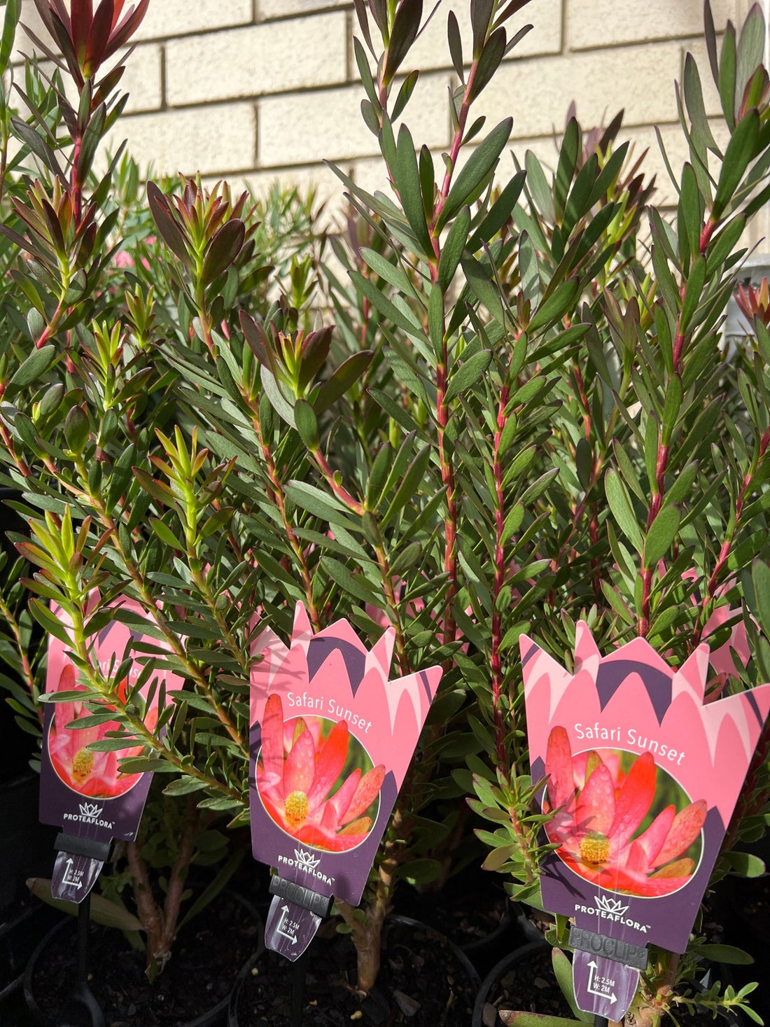 Leucadendron 'Safari Sunset' - Ladybird Nursery
