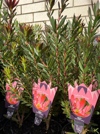 Leucadendron 'Safari Sunset' - Ladybird Nursery