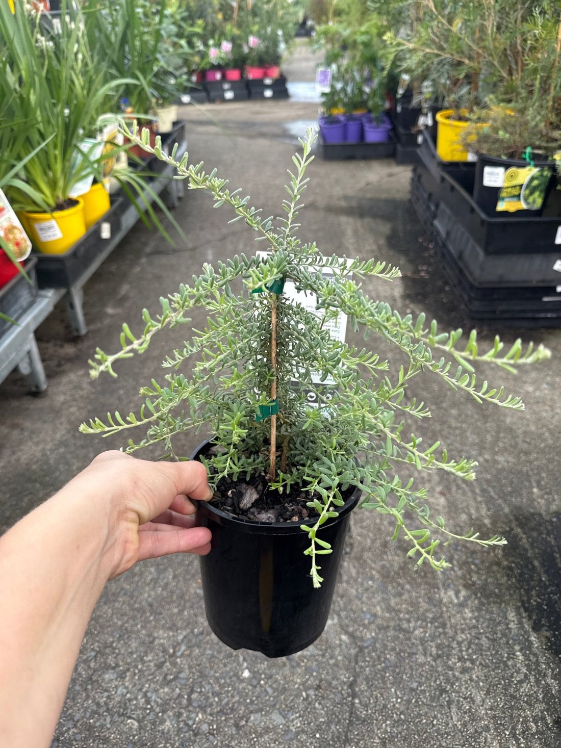 Grevillea 'Winter Delight' - Ladybird Nursery