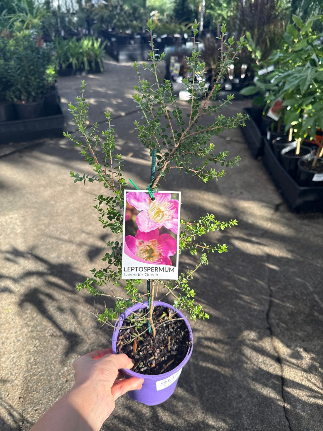 Leptospermum Lavender Queen (Leptospermum rotundifolium) - Ladybird Nursery